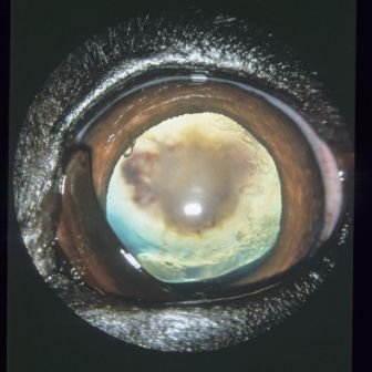 Images for Certified Examiners/Panellists - ECVO